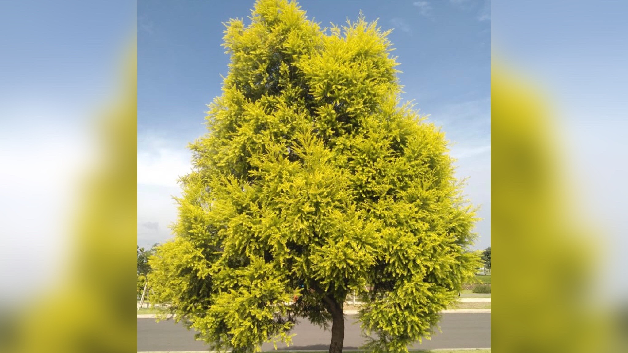 Pohon Kayu Putih Kuning